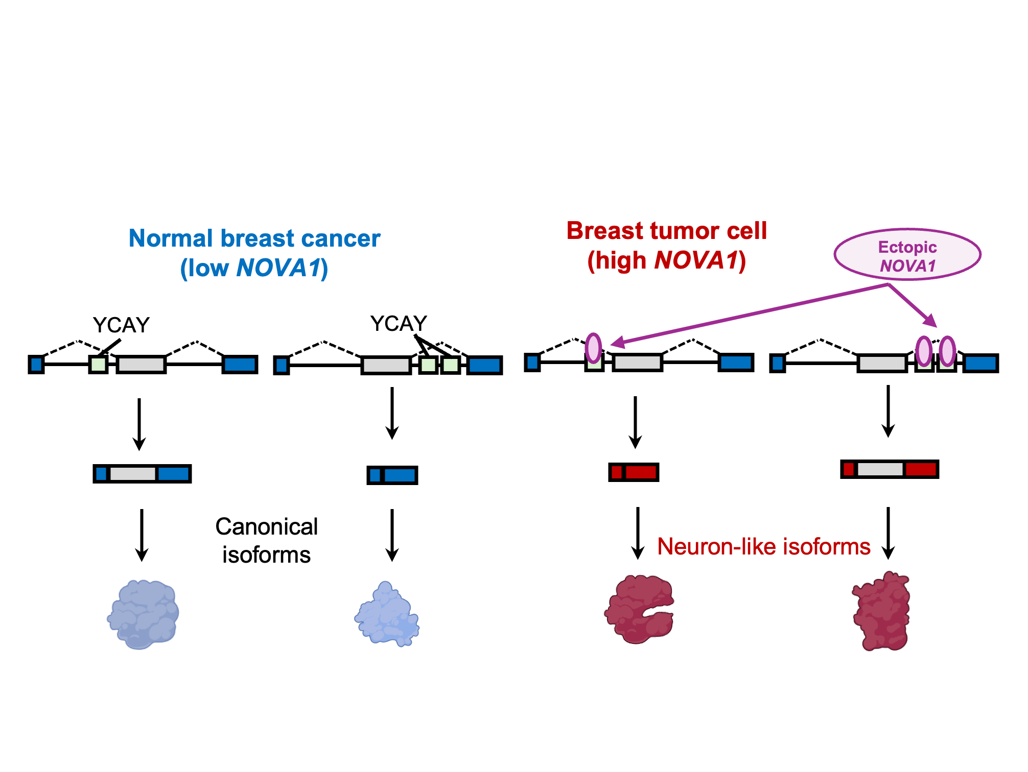 RNA.png